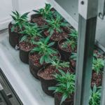 technology cbd industry