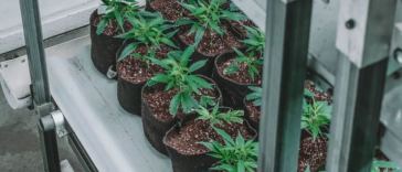 technology cbd industry