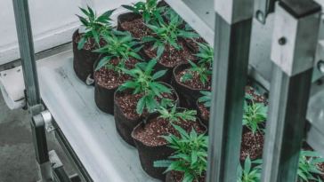 technology cbd industry