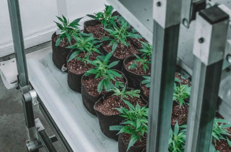 technology cbd industry